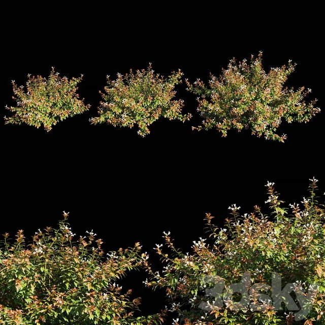 Abelia x grandiflora with flower